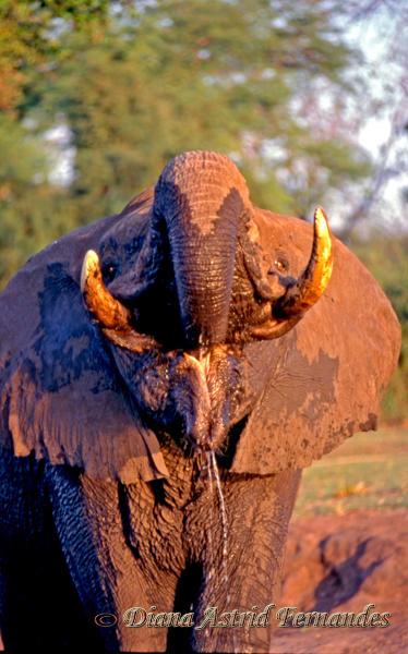 Elephant-taking-a-drink-close-up-Chobe-NP-Botswana
